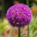 Violette Frühlingszwiebeln