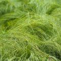 Carex mit grünen Laub