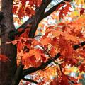 Roteiche - Quercus rubra