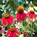 Rote Echinacea - Rote Sonnenhüte