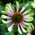 Grüne Echinacea - Grüne Sonnenhüte