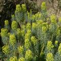 Euphorbia characias - Palisaden-Wolfsmilch