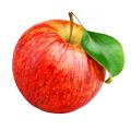 Special offer Obstbäume