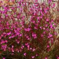 Purpurrotem Laub Gaura - Purpurrotem Laub prachtkerze