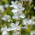 Weiße gaura - Weiße prachtkerze