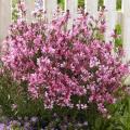 iedrige Gaura - Niedrige prachtkerze