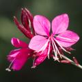 Gaura rosa - Prachtkerze rosa