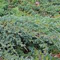 Wacholder - Juniperus