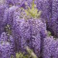 Japanischer Blauregen -  Japanische Wisteria