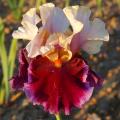 Iris von A bis Z