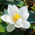 Weiße Lotusblumen - Weiße Nelumbo