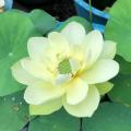 Gelben Lotusblumen - Gelben Nelumbo