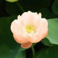 Zwerg-Lotusblumen - Zwerg-Nelumbo