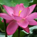 Rosa Lotusblumen - Rosa Nelumbo