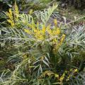 Stachellosen Mahonien