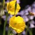 Gelbe und orange Mohn