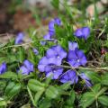 Kleines Immergrün - Vinca minor