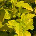 Gold-Blasenspieren - Physocarpus