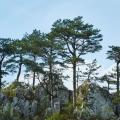 Schwarzkiefer - Pinus nigra