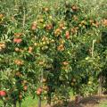 Säulenapfel
