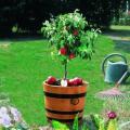 Zwergapfelbaum