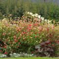 Johannisbeer-Salbei - Salvia microphylla