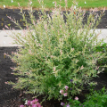 Harlekinweide - Salix integra