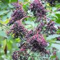 Schwarzer holunder - Sambucus nigra