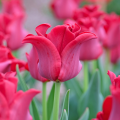 Tulipe Coronet