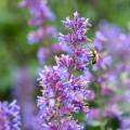 Bienenfreundliche Stauden für trockene Böden
