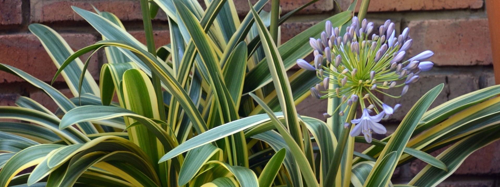 <i>NEU<i> AGAPANTHUS ZAMBEZI