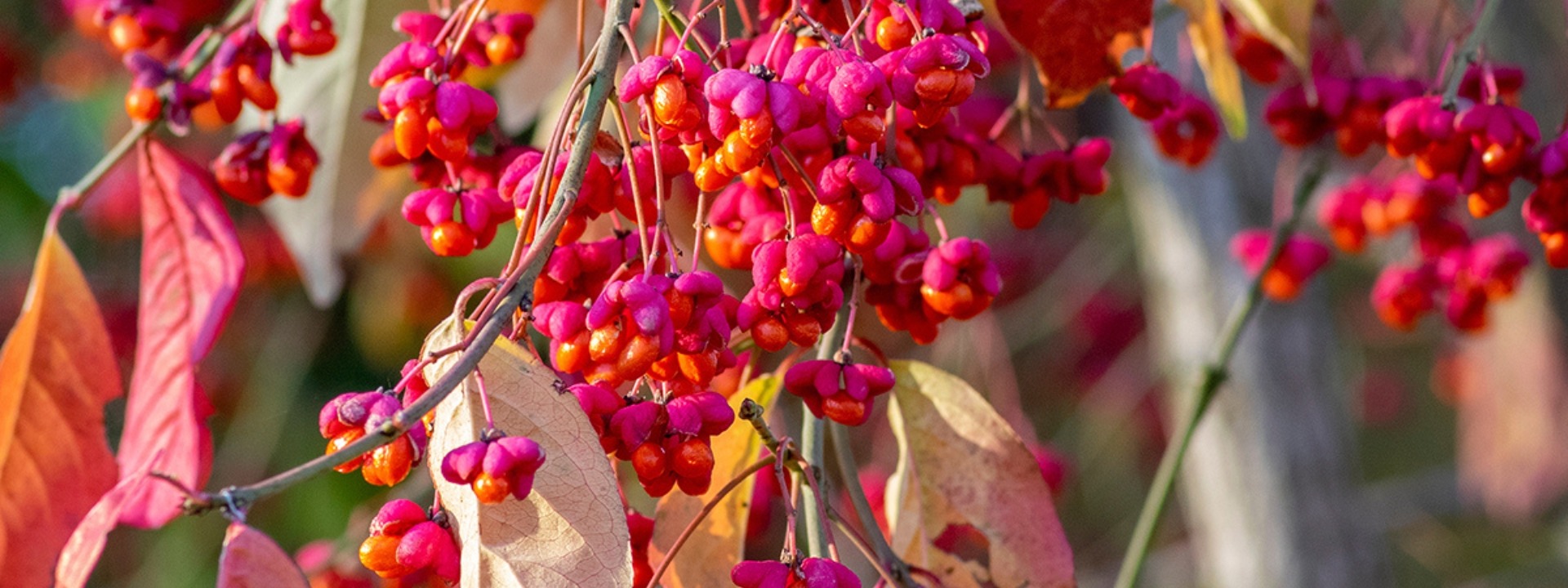 <i>Es ist Zeit zu</i> PFLANZEN