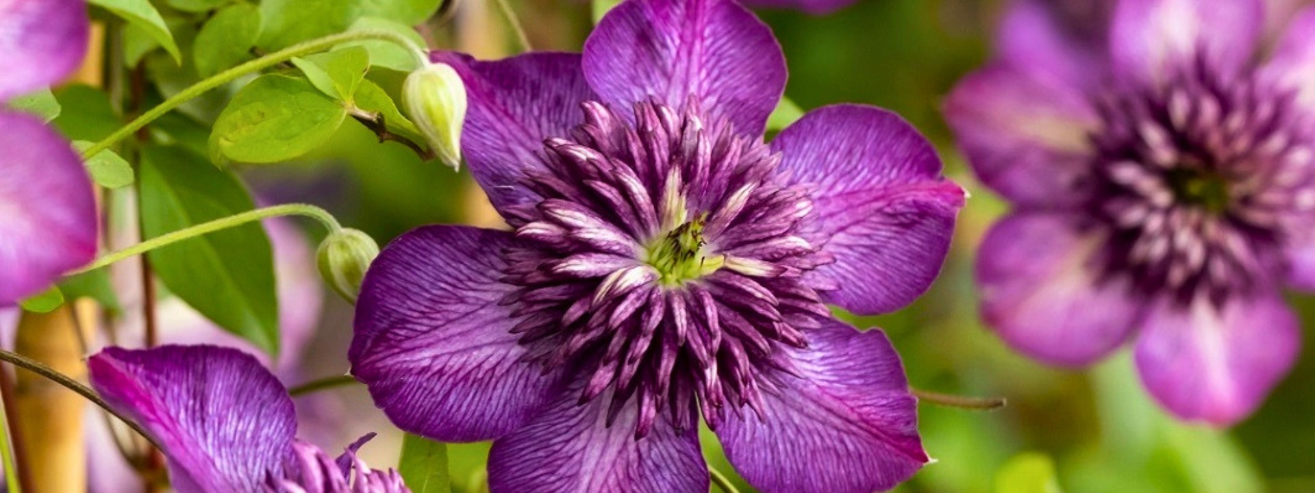 <i>Neuheit</i> Clematis Welcome Home
