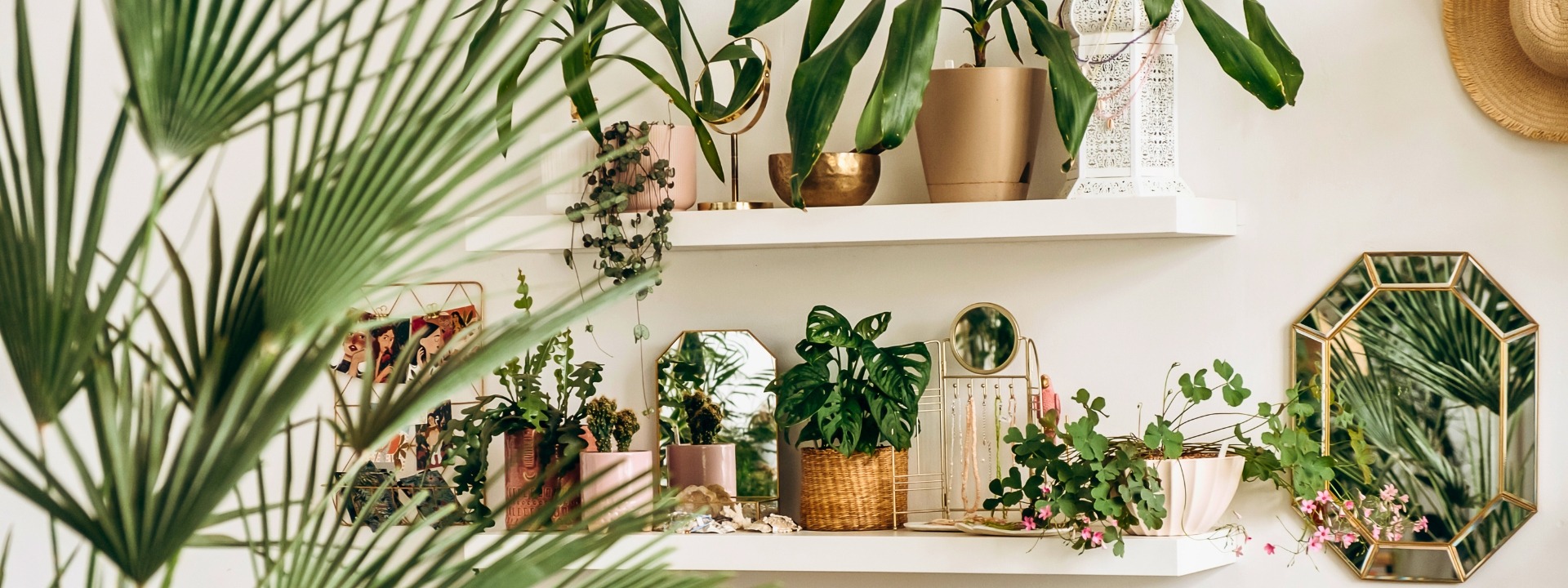 <i>Neuheiten</i> ZIMMERPFLANZEN