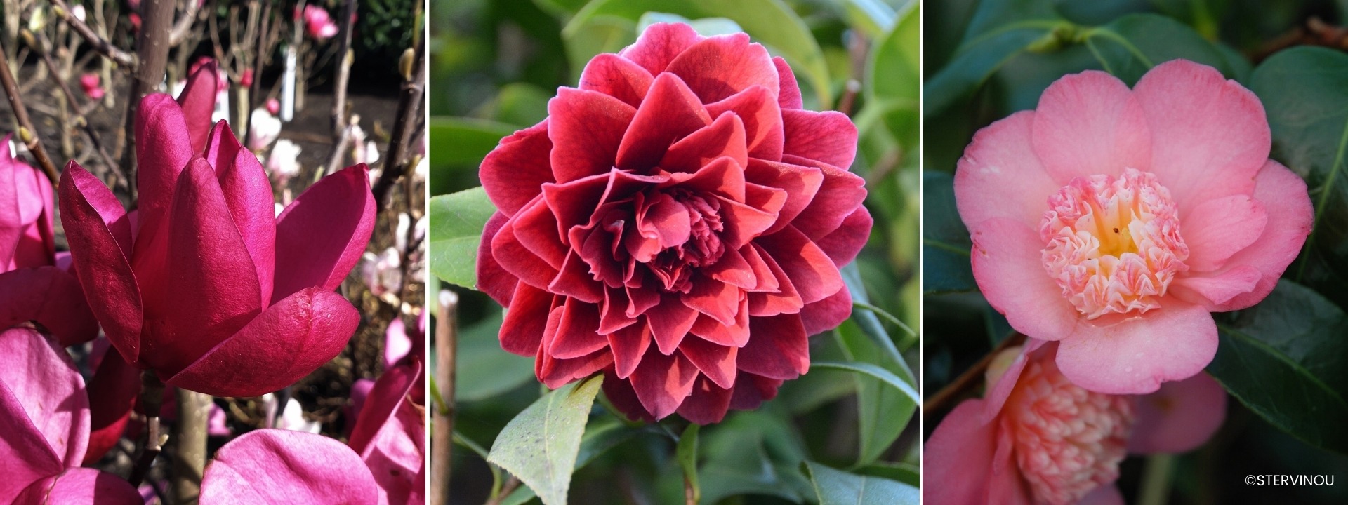 <i>Sträucher</i> HEIDELERDE