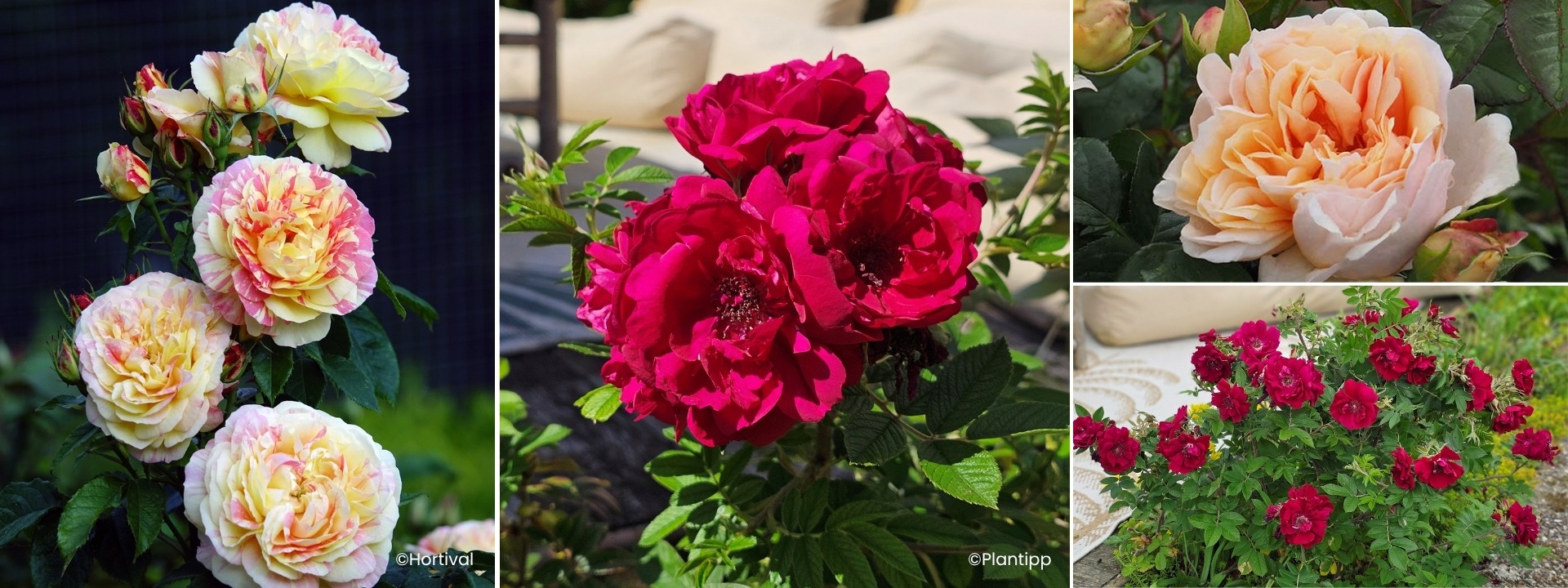 <i>Neuheiten</i> ROSEN